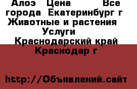 Алоэ › Цена ­ 150 - Все города, Екатеринбург г. Животные и растения » Услуги   . Краснодарский край,Краснодар г.